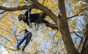Tree Climbers