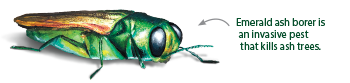 Emerald Ash Borer